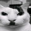 kitler644