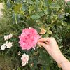 amira26.66