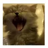 f1supporter_4live