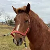 rick_freya_vlog