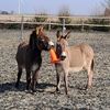 donkeys_bjorn_klaas