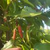 Cabe Puyang Jember