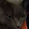 jaisurg