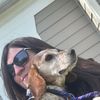 shelterdogsofkw