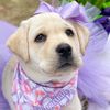 purplegirl.thetherapypup