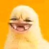 cerucutabcdm