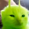 xierabjirr