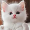 syed.bukhari2655