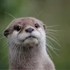 nutria_haven