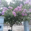 le.thuy130