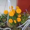 nurhamidah.amie