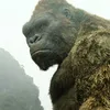 analystgorilla