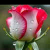 jameelchauhan9834