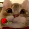 bongchuche2k