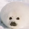 focafoca_bolabola