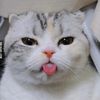desi_m0.2