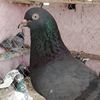s.shabbir999