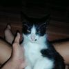 ferdynto96