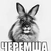 cheremsha_1230