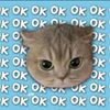 c00kies_45