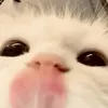 zuu.bn.ng