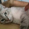 i.meow.u4