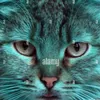 ilgattoverde6