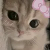 kitten_mittens_meow