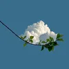 hasan_27920