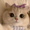 nayla_aja60