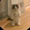 flopy_cabera54