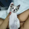 lua_lua31
