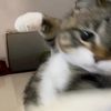 fluffyypaw