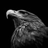 black_30305