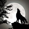 wolf75144