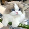 lovepets..c
