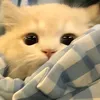 ko.suy.l.ko.c