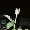 nadinnn_dinn