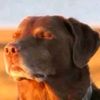 user_zuls