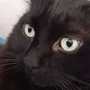 o.mesterios.gatos