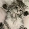 claragabrielabear