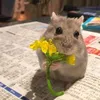 hamsterbelbel