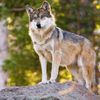usernamewolflover456