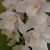 kiikiqq
