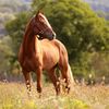 horselover0904
