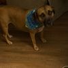 scooby74208