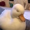 0duckshit