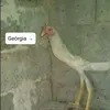 pirometro