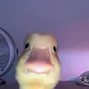 bondaka_2