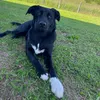cutedog093